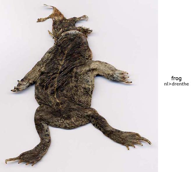 Frog 11